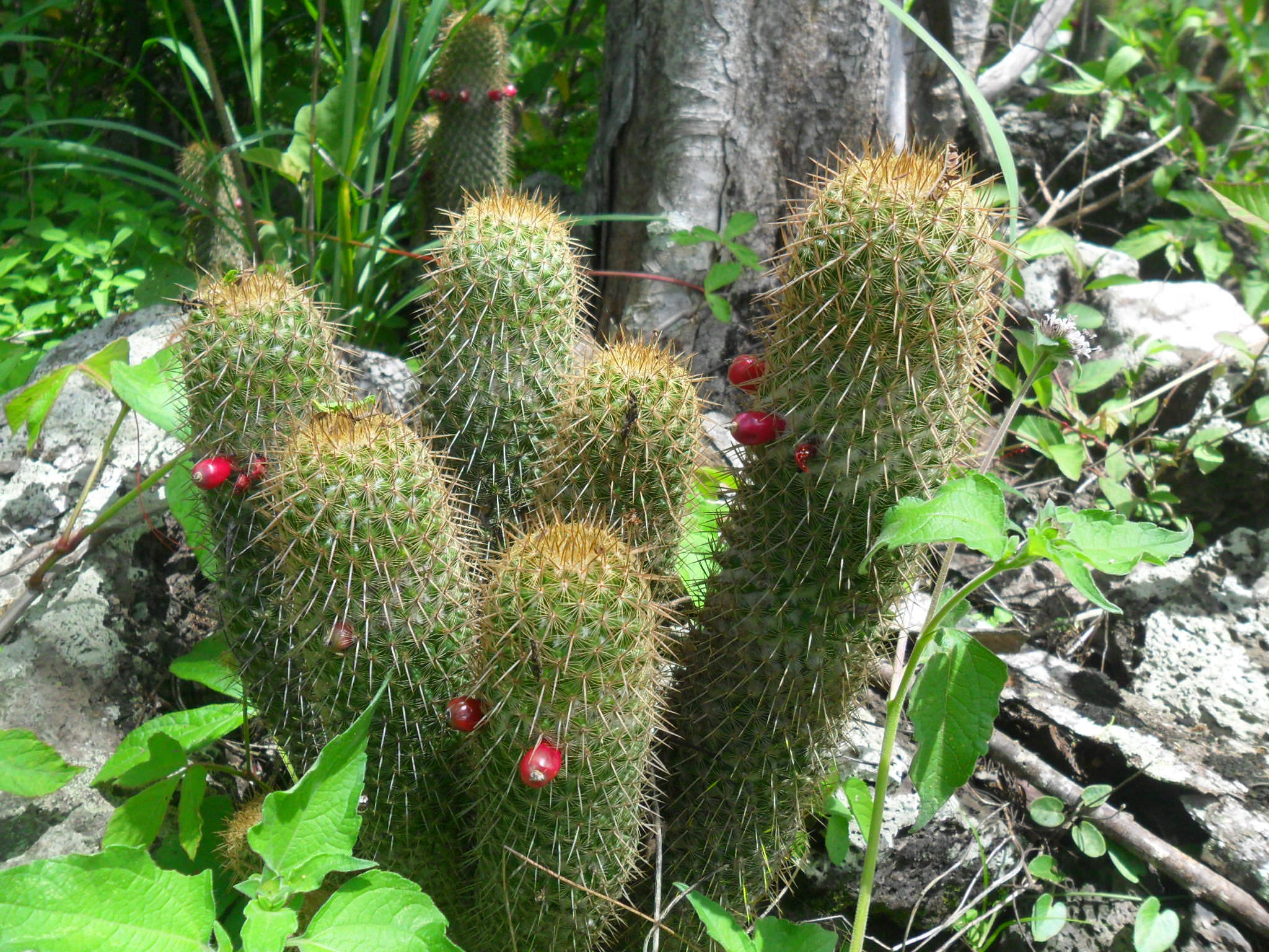 Mammillaria eriacantha 